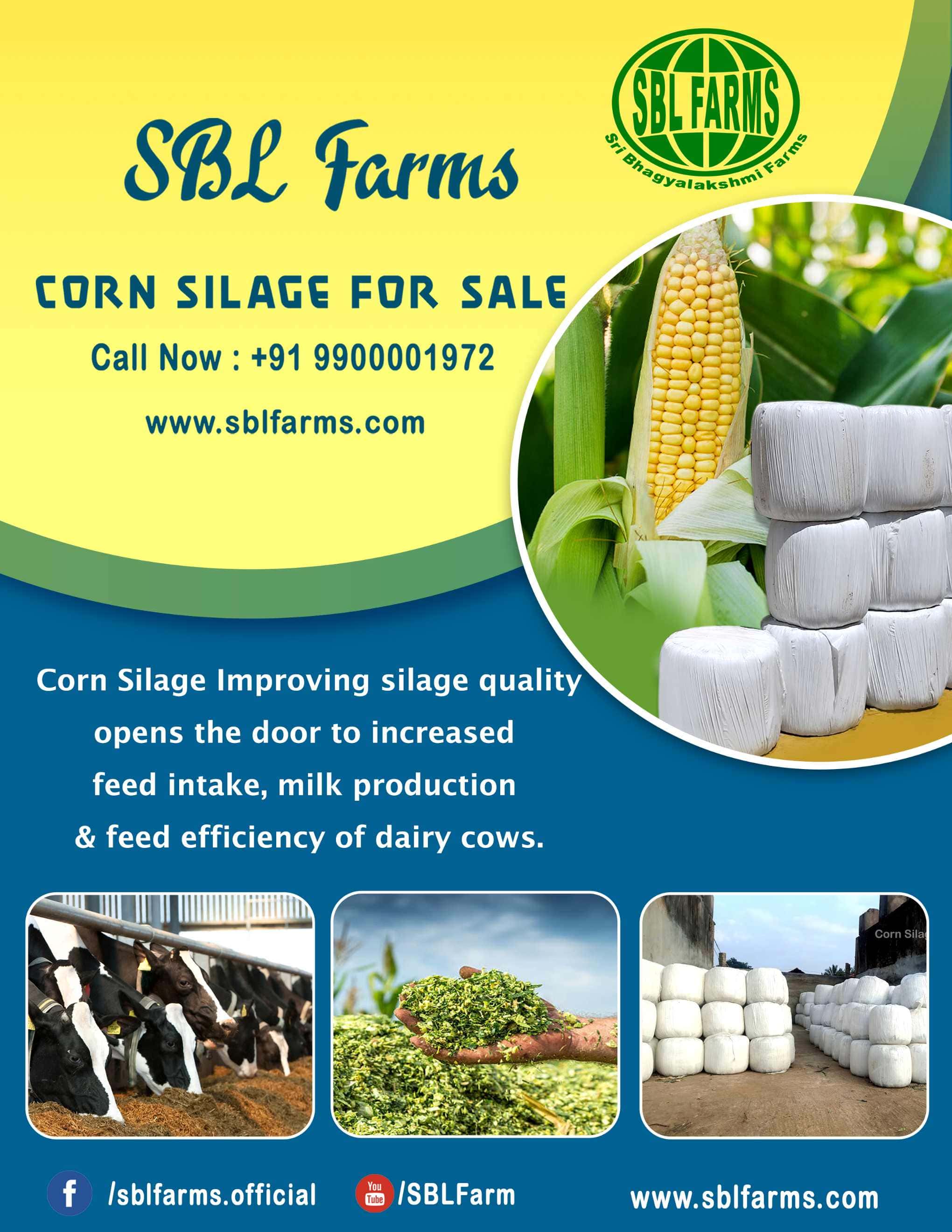 Corn Silage Suppliers in Bangalore | Corn Silage for Sale  |  Corn Silage, Baby Corn Silage manufacturers, suppliers & exporters in Bangalore | corn silage for sale in bangalore |  Sri Bhagyalakshmi Farms Corn Silage Bangalore| Silage Balers | Animal Feed Manufacturers | Production of Silage |Cattle feed manufacturers & suppliers - SBL Farms is solving the biggest fodder crisis in India, by supplying Silage bales, Bailing machines to dairy farmers, Cooperatives, Animal Husbandry | Best Cattle Feed Manufacturers & Silage Suppliers in India | Indias Best Baled Silage Producers